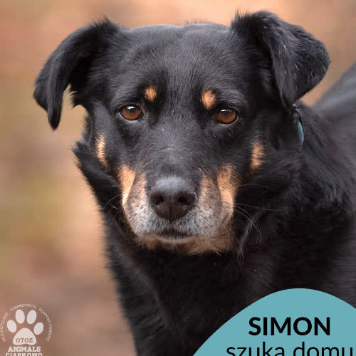 Psy ze schroniska do adopcji Simon
