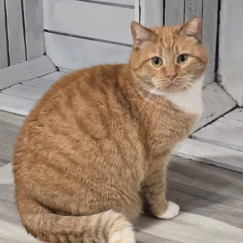 Koty ze schroniska do adopcji Cecylia