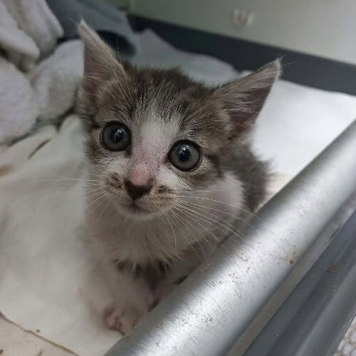 Koty ze schroniska do adopcji ELAION