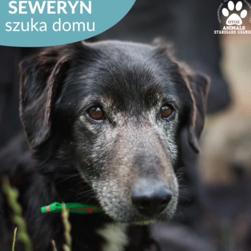 Psy ze schroniska do adopcji Seweryn