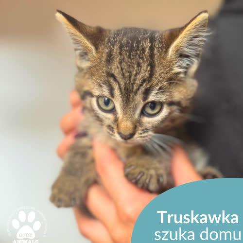 Koty ze schroniska do adopcji Truskawka