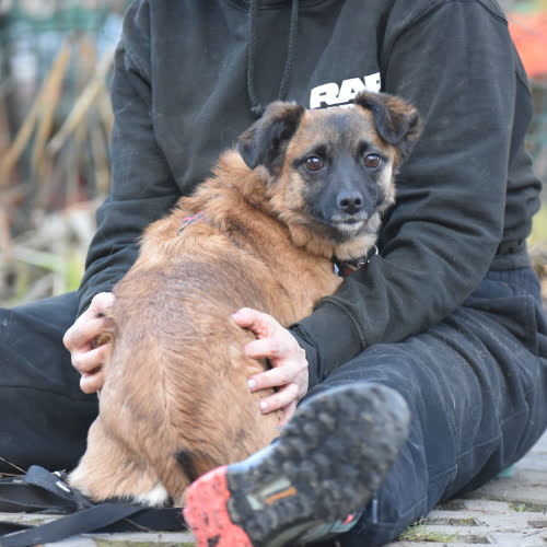 Psy ze schroniska do adopcji Amelka