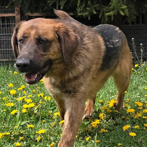 Psy ze schroniska do adopcji  Kaseton