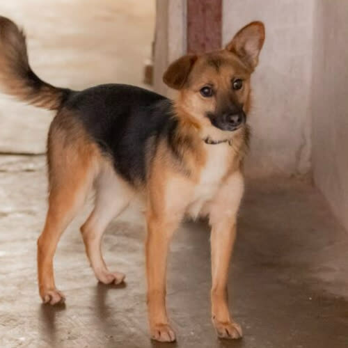 Psy ze schroniska do adopcji Sasanka 136