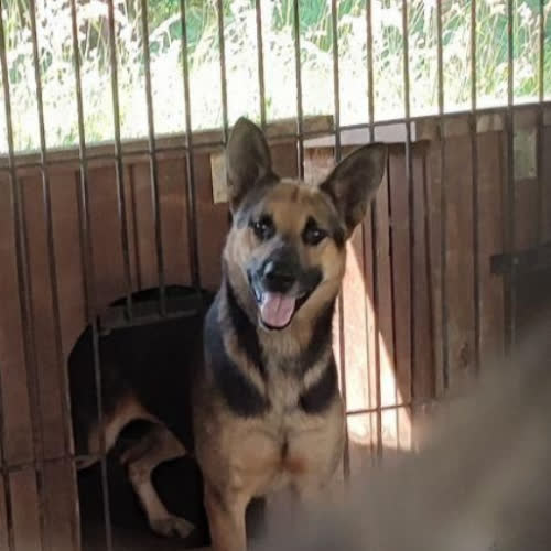 Psy ze schroniska do adopcji Riko