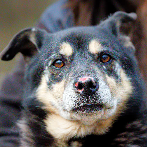 Psy ze schroniska do adopcji Daktyl