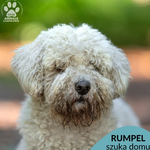 Rumpel