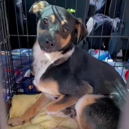 Psy ze schroniska do adopcji Karo