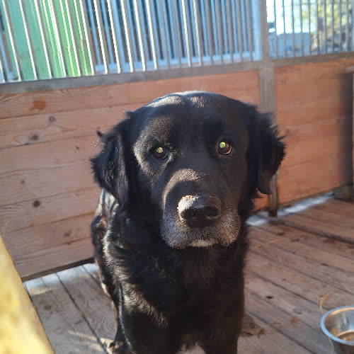 Psy ze schroniska do adopcji Hunter