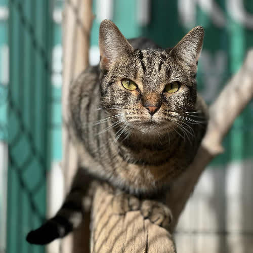 Koty ze schroniska do adopcji Holly