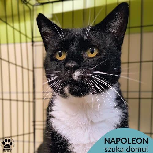 Koty ze schroniska do adopcji Napoleon