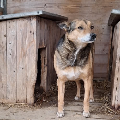 Psy ze schroniska do adopcji Spike