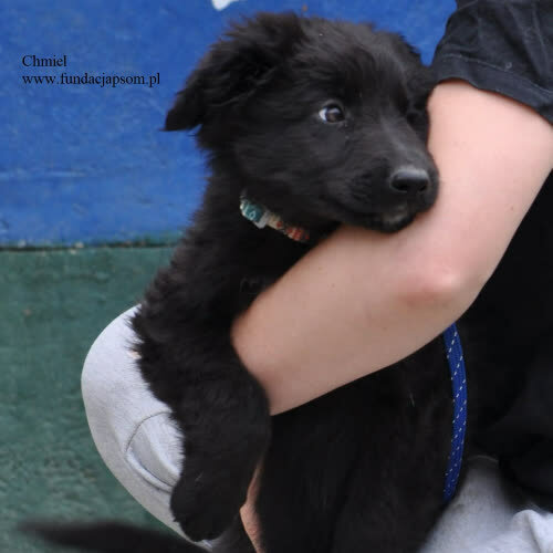Psy ze schroniska do adopcji Chmiel