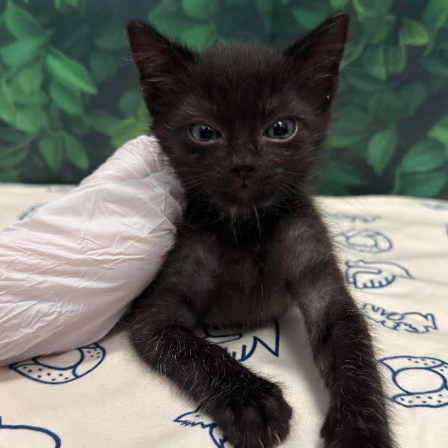 Koty ze schroniska do adopcji Baltazar