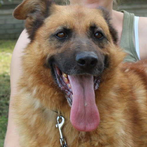 Psy ze schroniska do adopcji Rex