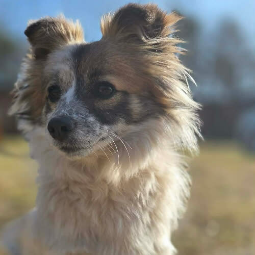 Psy ze schroniska do adopcji Delfina mix Papilo