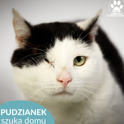 Koty ze schroniska do adopcji Pudzianek