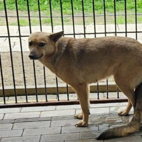 Psy ze schroniska do adopcji Mimi