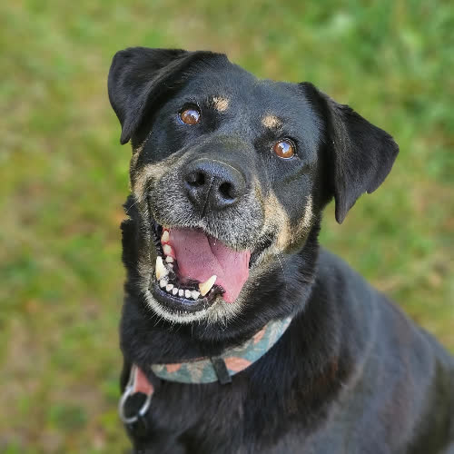 Psy ze schroniska do adopcji Dara