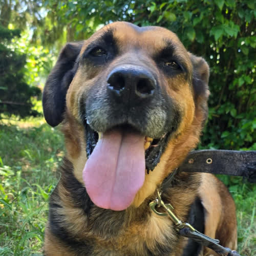 Psy ze schroniska do adopcji Pyton 