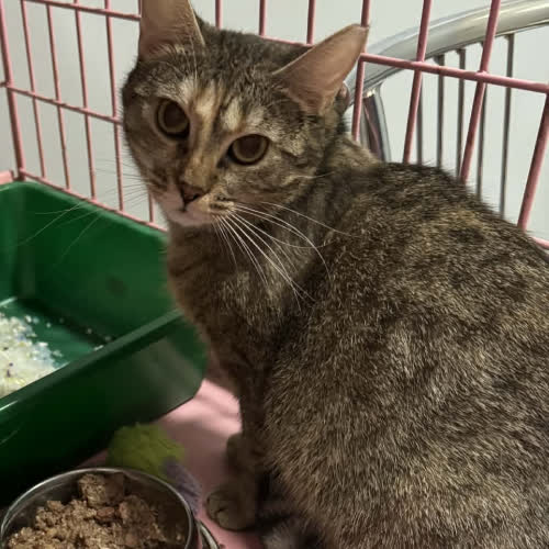 Koty ze schroniska do adopcji Zoja 