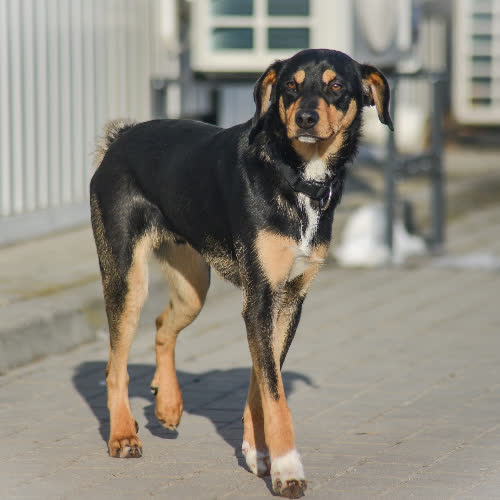 Psy ze schroniska do adopcji Zefir