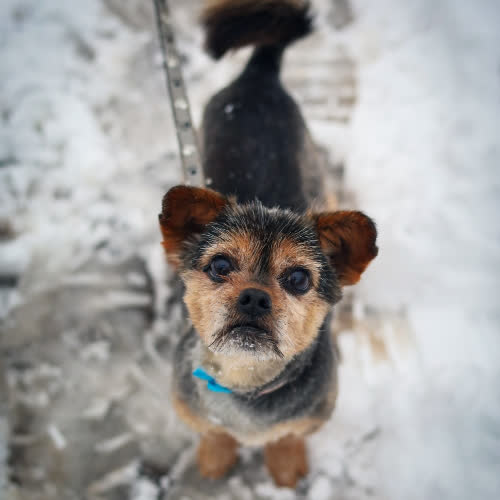 Psy ze schroniska do adopcji Pumba