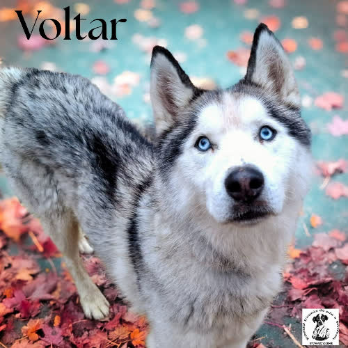 Psy ze schroniska do adopcji Voltar