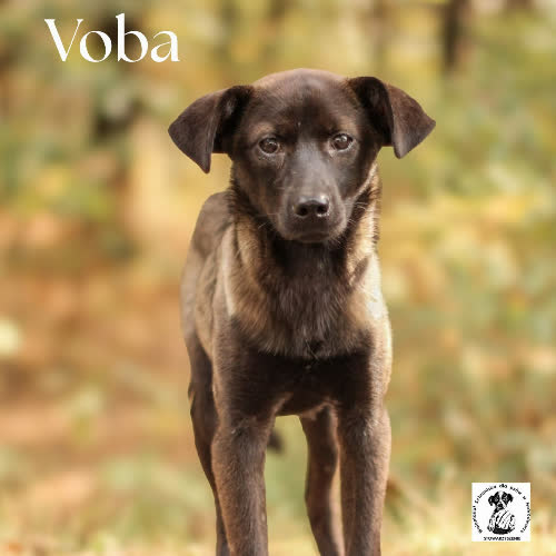 Psia dziewczynka VOBA