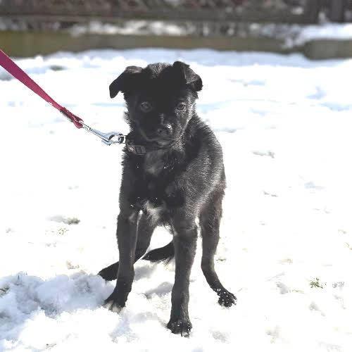 Psy ze schroniska do adopcji Fela 