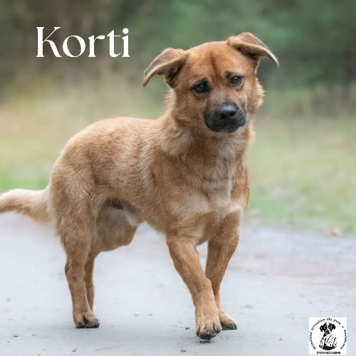 Korti