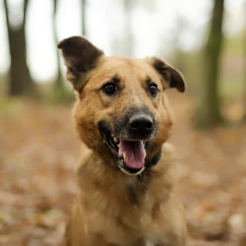 Psy ze schroniska do adopcji Dexter