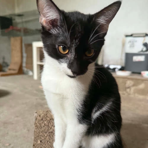 Koty ze schroniska do adopcji Felek
