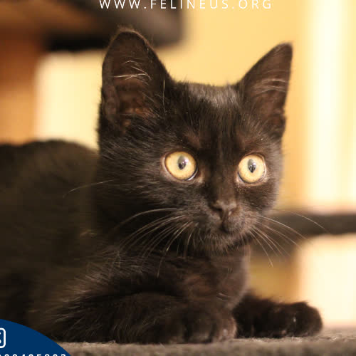 Koty ze schroniska do adopcji Birma