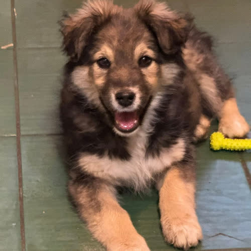 Psy ze schroniska do adopcji Birma szczeniak 