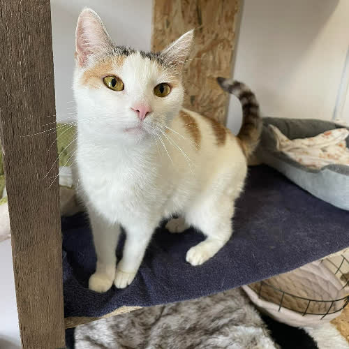 Koty ze schroniska do adopcji Blanka