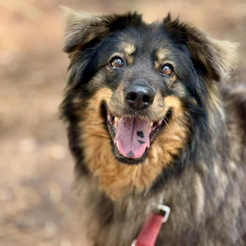 Psy ze schroniska do adopcji Lola