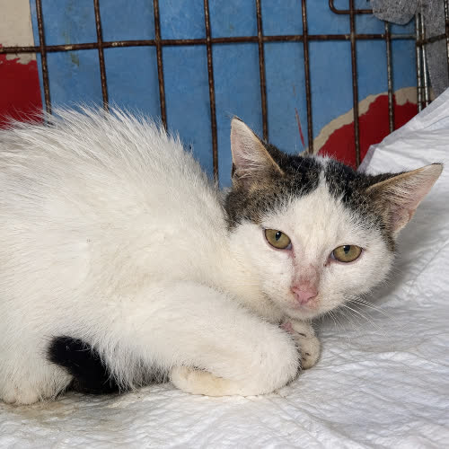 Koty ze schroniska do adopcji Latte