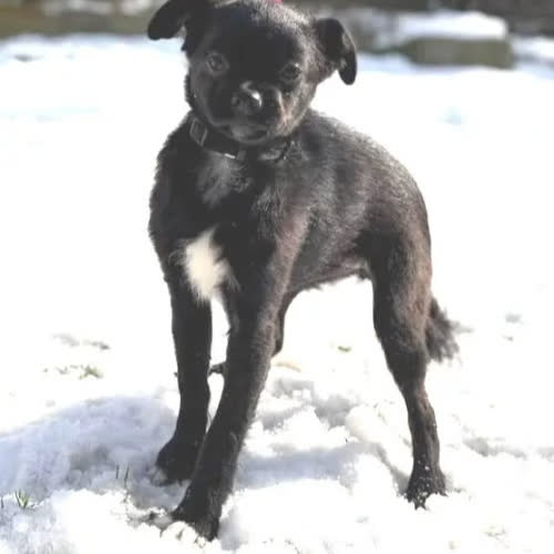 Psy ze schroniska do adopcji Fifi 