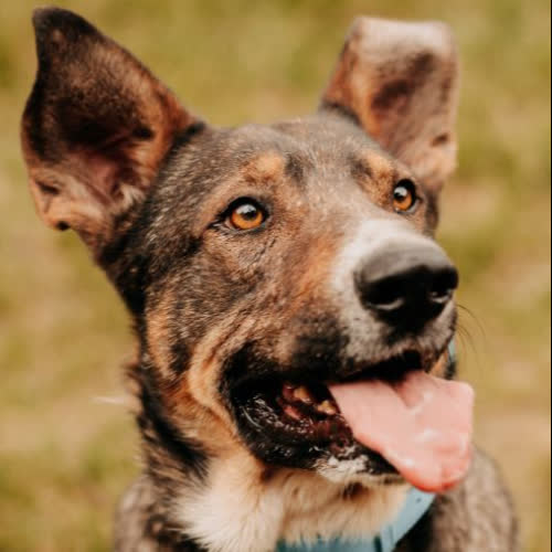Psy ze schroniska do adopcji Zeus