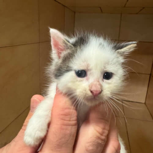 Koty ze schroniska do adopcji Kociak Kotek