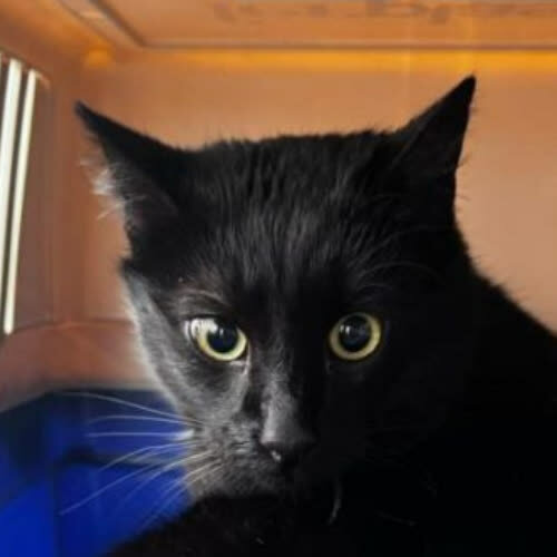 Koty ze schroniska do adopcji Ramen