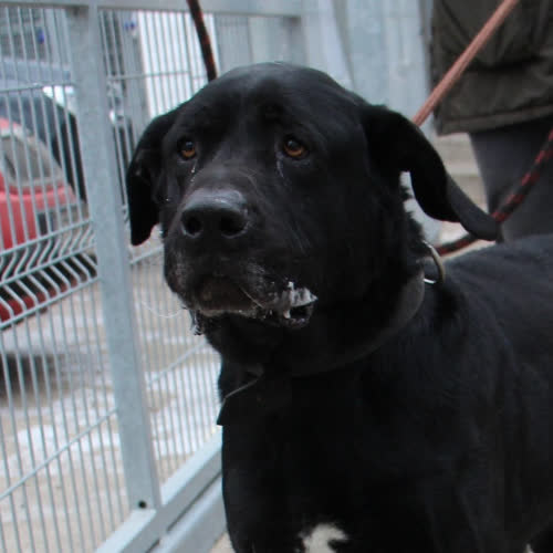 Psy ze schroniska do adopcji BONIEK