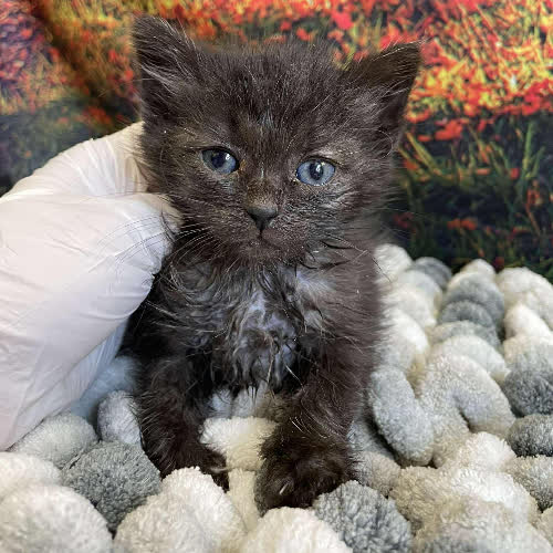 Koty ze schroniska do adopcji Agusia