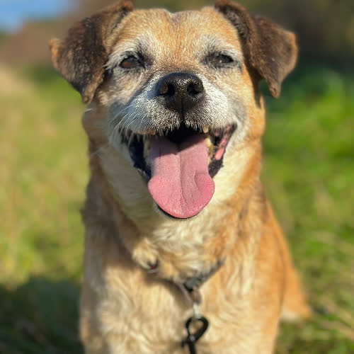 Psy ze schroniska do adopcji Misiek 