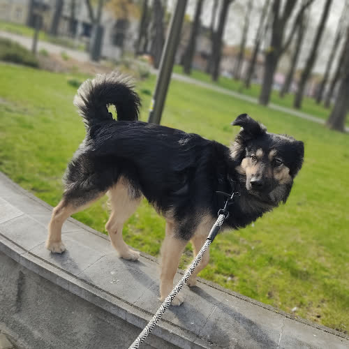 Psy ze schroniska do adopcji Franek