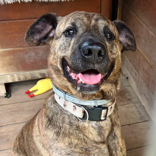 Psy ze schroniska do adopcji Bandi