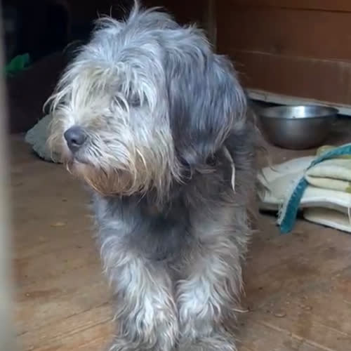 Psy ze schroniska do adopcji Berni