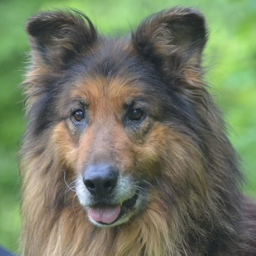 Psy ze schroniska do adopcji Bristol