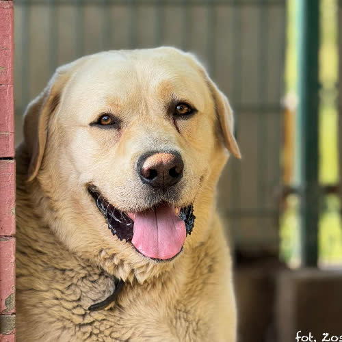 Psy ze schroniska do adopcji Kubuś Puchatek
